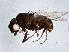  (Phyllomyza sp. VLB7 - BIOUG04880-B06)  @13 [ ] CreativeCommons - Attribution (2014) CBG Photography Group Centre for Biodiversity Genomics