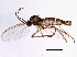  (Cratyna longispina - BIOUG04880-D06)  @14 [ ] CreativeCommons - Attribution (2014) CBG Photography Group Centre for Biodiversity Genomics