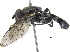  ( - BIOUG04929-A10)  @14 [ ] CreativeCommons - Attribution (2016) CBG Photography Group Centre for Biodiversity Genomics