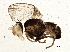  ( - BIOUG04982-D05)  @12 [ ] CreativeCommons - Attribution (2014) CBG Photography Group Centre for Biodiversity Genomics