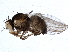  ( - BIOUG05008-A10)  @13 [ ] CreativeCommons - Attribution (2014) CBG Photography Group Centre for Biodiversity Genomics