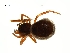  (Ceratinella acerea - BIOUG09581-E04)  @14 [ ] CreativeCommons - Attribution (2014) G. Blagoev Centre for Biodiversity Genomics