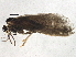  ( - BIOUG03117-H01)  @12 [ ] CreativeCommons - Attribution (2013) CBG Photography Group Centre for Biodiversity Genomics