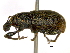  (Dyslobus ursinus - BIOUG04181-F10)  @13 [ ] CreativeCommons - Attribution (2014) CBG Photography Group Centre for Biodiversity Genomics