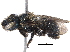  (Osmia pusilla - BIOUG04656-E03)  @15 [ ] CreativeCommons - Attribution (2016) CBG Photography Group Centre for Biodiversity Genomics