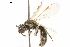  ( - BIOUG04934-E01)  @13 [ ] CreativeCommons - Attribution (2018) CBG Photography Group Centre for Biodiversity Genomics