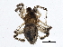  ( - BIOUG04990-C04)  @14 [ ] CreativeCommons - Attribution (2014) CBG Photography Group Centre for Biodiversity Genomics