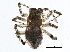  ( - BIOUG04990-C06)  @12 [ ] CreativeCommons - Attribution (2014) CBG Photography Group Centre for Biodiversity Genomics