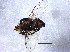  (Liriomyza baptisiae - BIOUG05248-F08)  @13 [ ] CreativeCommons - Attribution (2014) CBG Photography Group Centre for Biodiversity Genomics
