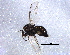 ( - BIOUG05248-H04)  @12 [ ] CreativeCommons - Attribution (2014) CBG Photography Group Centre for Biodiversity Genomics