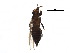  (Chirothrips patruelis - BIOUG05425-B07)  @15 [ ] CreativeCommons - Attribution (2015) CBG Photography Group Centre for Biodiversity Genomics