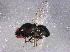  ( - BIOUG05467-A07)  @13 [ ] CreativeCommons - Attribution (2014) CBG Photography Group Centre for Biodiversity Genomics