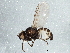  (Phytomyza pulsatillae - BIOUG05012-D08)  @13 [ ] CreativeCommons - Attribution (2014) CBG Photography Group Centre for Biodiversity Genomics