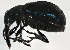  ( - BIOUG05356-B05)  @13 [ ] CreativeCommons - Attribution (2014) CBG Photography Group Centre for Biodiversity Genomics