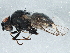  (Leucopis ocellaris group sp.1 AGT - BIOUG05471-D12)  @14 [ ] CreativeCommons - Attribution (2014) CBG Photography Group Centre for Biodiversity Genomics