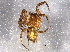  ( - BIOUG05352-H07)  @13 [ ] CreativeCommons - Attribution (2014) CBG Photography Group Centre for Biodiversity Genomics