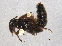  ( - BIOUG05436-H06)  @14 [ ] CreativeCommons - Attribution (2014) CBG Photography Group Centre for Biodiversity Genomics