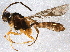  (Plectiscidea communis - BIOUG06219-E03)  @14 [ ] CreativeCommons - Attribution (2014) CBG Photography Group Centre for Biodiversity Genomics