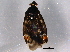  ( - BIOUG03020-F10)  @12 [ ] CreativeCommons - Attribution (2014) CBG Photography Group Centre for Biodiversity Genomics