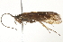  (Limnephilus occidentalis - BIOUG03921-F08)  @14 [ ] CreativeCommons - Attribution (2014) CBG Photography Group Centre for Biodiversity Genomics