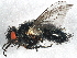  (Madremyia - BIOUG06317-G07)  @15 [ ] CreativeCommons - Attribution (2014) CBG Photography Group Centre for Biodiversity Genomics