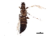  (Frankliniella occidentalis - BIOUG06380-G12)  @15 [ ] CreativeCommons - Attribution (2015) CBG Photography Group Centre for Biodiversity Genomics