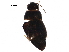  ( - BIOUG06433-A04)  @12 [ ] CreativeCommons - Attribution (2017) CBG Photography Group Centre for Biodiversity Genomics