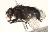  ( - BIOUG06464-A08)  @13 [ ] CreativeCommons - Attribution (2015) CBG Photography Group Centre for Biodiversity Genomics