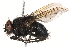  (Calliphora alaskensis - BIOUG06465-D01)  @16 [ ] CreativeCommons - Attribution (2015) CBG Photography Group Centre for Biodiversity Genomics