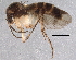  (Mycetophila eppingensis - BIOUG06527-A02)  @14 [ ] CreativeCommons - Attribution (2014) CBG Photography Group Centre for Biodiversity Genomics