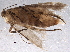  ( - BIOUG06547-H08)  @12 [ ] CreativeCommons - Attribution (2014) CBG Photography Group Centre for Biodiversity Genomics