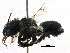  (Osmia pulsatillae - BIOUG08079-F12)  @14 [ ] CreativeCommons - Attribution (2016) CBG Photography Group Centre for Biodiversity Genomics