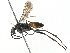  (Minagenia congrua - BIOUG08108-G05)  @14 [ ] CreativeCommons - Attribution (2018) CBG Photography Group Centre for Biodiversity Genomics