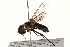  (Villa hypomelas - BIOUG08223-C08)  @14 [ ] CreativeCommons - Attribution (2015) CBG Photography Group Centre for Biodiversity Genomics