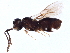  (Telenomus chrysopae - BIOUG09203-B03)  @14 [ ] CreativeCommons - Attribution (2019) CBG Photography Group Centre for Biodiversity Genomics