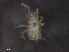  ( - BIOUG09470-D02)  @11 [ ] CreativeCommons - Attribution (2019) CBG Photography Group Centre for Biodiversity Genomics