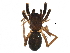  ( - BIOUG09501-A03)  @12 [ ] CreativeCommons - Attribution (2016) CBG Photography Group Centre for Biodiversity Genomics