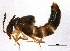  ( - BIOUG09501-G06)  @12 [ ] CreativeCommons - Attribution (2014) CBG Photography Group Centre for Biodiversity Genomics