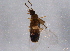  ( - BIOUG09566-B07)  @13 [ ] CreativeCommons - Attribution (2014) CBG Photography Group Centre for Biodiversity Genomics