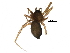  (Agyneta danielbelangeri - BIOUG09567-B11)  @14 [ ] CreativeCommons - Attribution (2016) CBG Photography Group Centre for Biodiversity Genomics