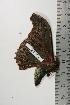  (Micragone gaetani - BC-TB1022)  @13 [ ] Copyright (2010) Unspecified Research Collection of Thierry Bouyer