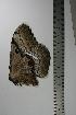  ( - BC-TB1096)  @12 [ ] Copyright (2010) Unspecified Research Collection of Thierry Bouyer
