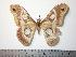  (Epiphora atbarinus - BC-TB0125)  @14 [ ] Copyright (2010) Unspecified Research Collection of Thierry Bouyer