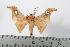  (Holocerina menieri - BC-TB0271)  @14 [ ] Copyright (2010) Unspecified Research Collection of Thierry Bouyer