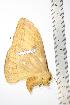  ( - BC-TB0799)  @12 [ ] Copyright (2010) Unspecified Research Collection of Thierry Bouyer