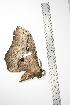  ( - BC-TB0801)  @12 [ ] Copyright (2010) Unspecified Research Collection of Thierry Bouyer