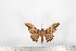  ( - BC-TB1729)  @12 [ ] Copyright (2010) Unspecified Research Collection of Thierry Bouyer