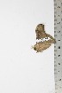  ( - BC-TB1977)  @12 [ ] Copyright (2010) Unspecified Research Collection of Thierry Bouyer
