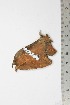  ( - BC-TB1979)  @12 [ ] Copyright (2010) Unspecified Research Collection of Thierry Bouyer