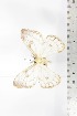  (Pseudaphelia sp - BC-TB2154)  @11 [ ] Copyright (2010) Unspecified Research Collection of Thierry Bouyer